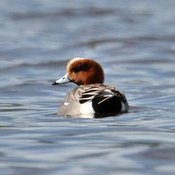 Eurasian Wigeon
